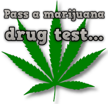 marijuana drug test leaf